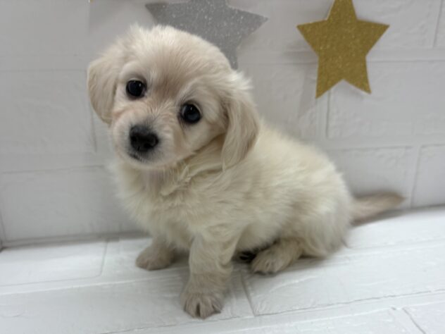 宮城県のハーフ犬・ミックス犬 (アミーゴ仙台富沢店/2025年10月14日生まれ/女の子/イエロー)の子犬