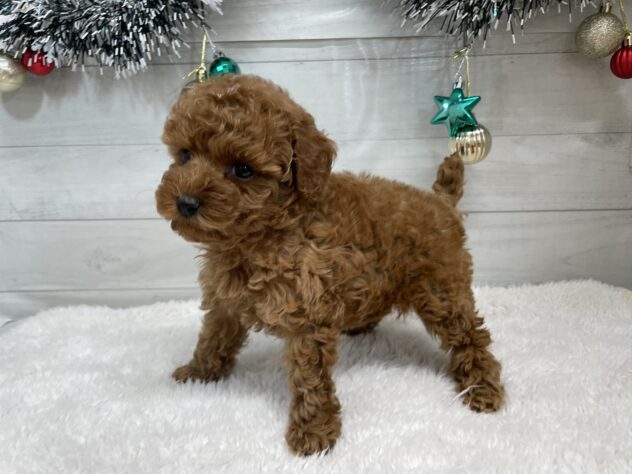 宮城県のトイプードル(トイ) (アミーゴ仙台富沢店/2025年10月21日生まれ/女の子/レッド)の子犬