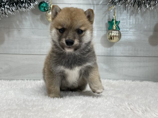 宮城県の柴犬(標準サイズ) (アミーゴ仙台富沢店/2025年10月21日生まれ/男の子/赤)の子犬