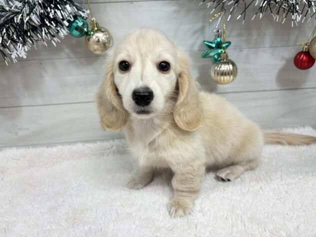 宮城県のミニチュアダックスフンド(ロング) (アミーゴ仙台富沢店/2025年9月21日生まれ/女の子/イエロー)の子犬