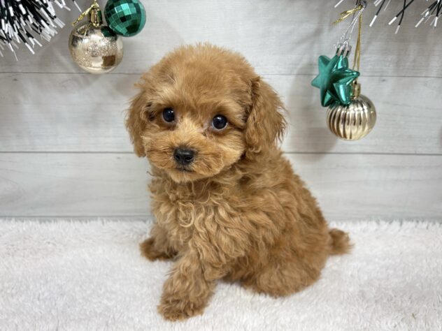 宮城県のトイプードル(トイ) (アミーゴ仙台富沢店/2025年10月6日生まれ/男の子/レッド)の子犬