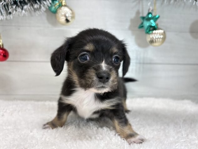 宮城県のハーフ犬・ミックス犬 (アミーゴ仙台富沢店/2025年10月28日生まれ/女の子/ブラックタンホワイト)の子犬