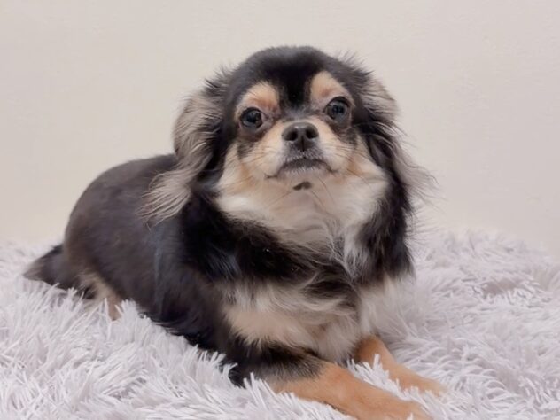 茨城県のチワワ(ロング) (アミーゴ神栖店/2025年4月4日生まれ/女の子/ブラックタン)の子犬の2枚目の画像