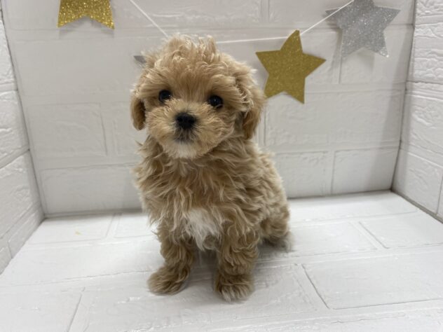 宮城県のハーフ犬・ミックス犬 (アミーゴ仙台富沢店/2025年9月21日生まれ/女の子/アプリコット)の子犬