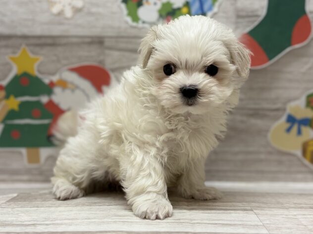 秋田県のマルチーズ (アミーゴ横手店/2025年10月16日生まれ/男の子/ホワイト)の子犬