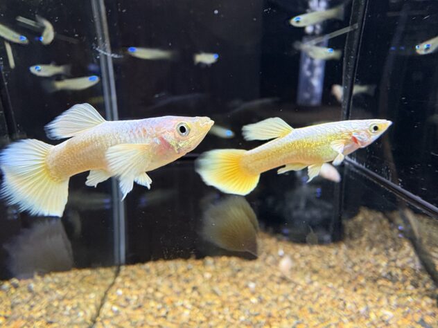 ANH AQUA RREA メタルレッドレースグッピー 若魚 1ペア(グッピー [ANH 