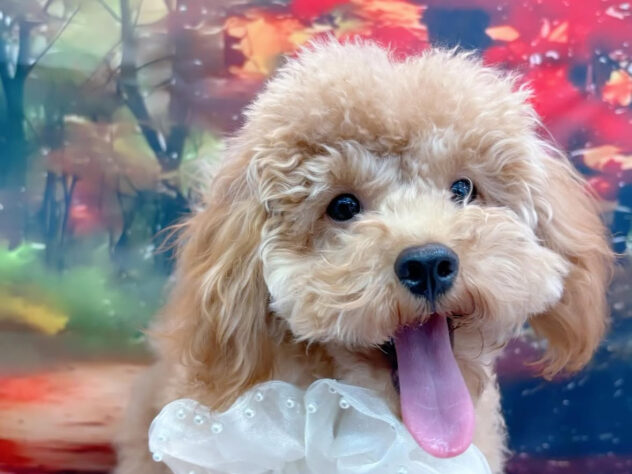 茨城県のトイプードル(トイ) (アミーゴ神栖店/2025年4月11日生まれ/男の子/アプリコットフォーンマーキング)の子犬