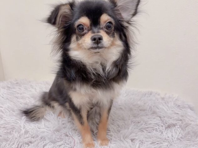 茨城県のチワワ(ロング) (アミーゴ神栖店/2025年4月4日生まれ/女の子/ブラックタン)の子犬の1枚目の画像