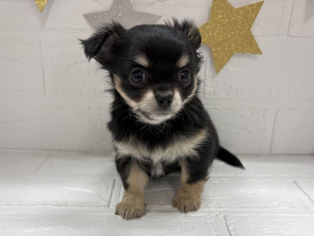 宮城県のチワワ(ロング) (アミーゴ仙台富沢店/2025年10月13日生まれ/女の子/ブラックタンホワイト)の子犬