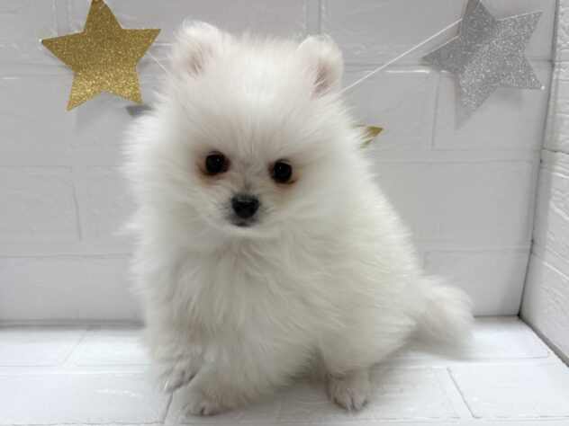 宮城県のポメラニアン (アミーゴ仙台富沢店/2025年10月10日生まれ/女の子/クリーム)の子犬