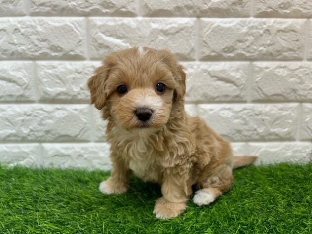 新潟県のハーフ犬・ミックス犬 (アミーゴ紫竹山店/2025年10月30日生まれ/女の子/アプリコット)の子犬