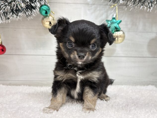 宮城県のチワワ(ロング) (アミーゴ仙台富沢店/2025年10月27日生まれ/女の子/ブラックタン)の子犬