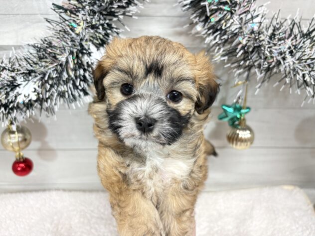 宮城県のハーフ犬・ミックス犬 (アミーゴ仙台富沢店/2025年10月27日生まれ/男の子/オレンジ)の子犬