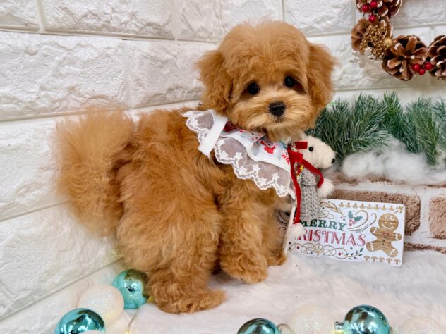 兵庫県のハーフ犬・ミックス犬 (ワンキャラット アミーゴ姫路花田店/2025年8月27日生まれ/女の子/レッド)の子犬の3枚目の画像