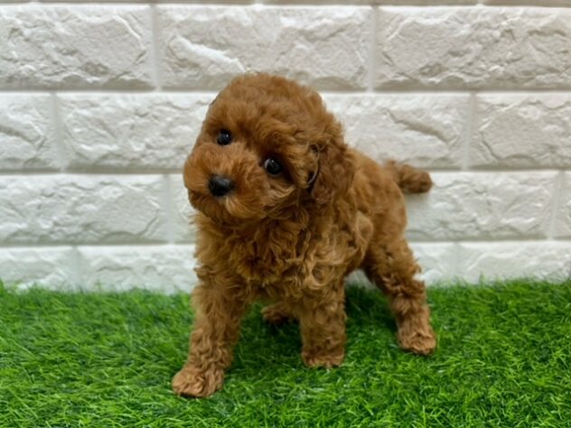 新潟県のトイプードル(トイ) (アミーゴ紫竹山店/2025年10月21日生まれ/女の子/レッド)の子犬の1枚目の画像