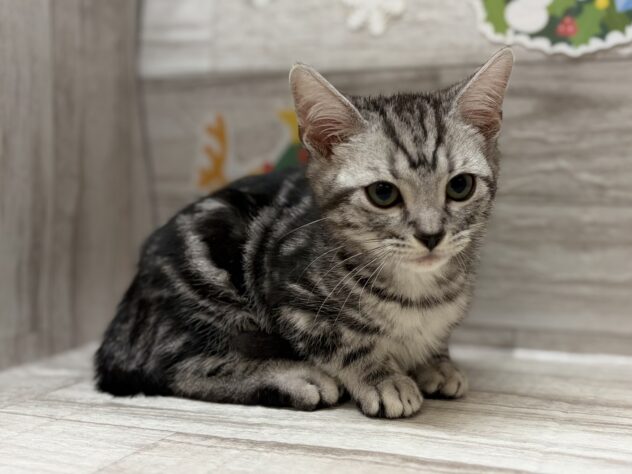 秋田県のアメリカンショートヘアー (アミーゴ横手店/2025年9月2日生まれ/男の子/シルバータビー)の子猫