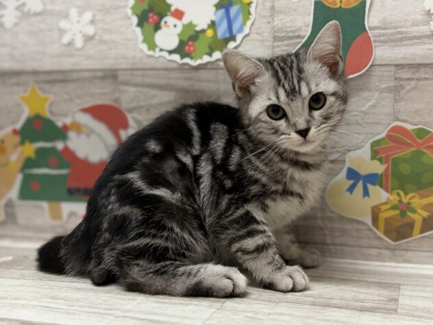 秋田県のアメリカンショートヘアー (アミーゴ横手店/2025年9月2日生まれ/男の子/シルバータビー)の子猫