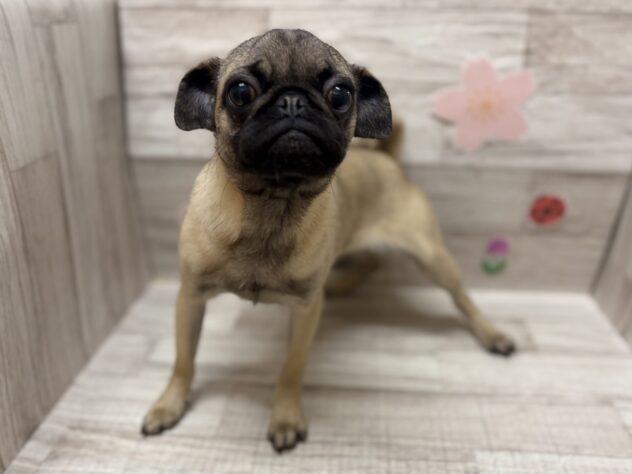 岩手県のパグ (アミーゴ一関店/2025年10月8日生まれ/女の子/フォーン)の子犬の2枚目の画像