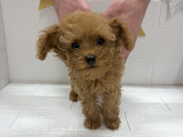 宮城県のトイプードル(トイ) (アミーゴ仙台富沢店/2025年10月6日生まれ/男の子/レッド)の子犬