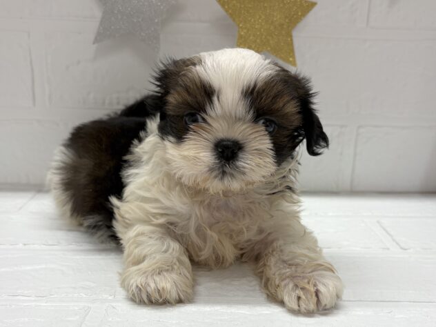 宮城県のシーズー (アミーゴ仙台富沢店/2025年10月14日生まれ/女の子/ホワイトゴールド)の子犬