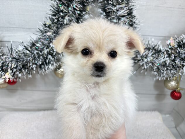 宮城県のハーフ犬・ミックス犬 (アミーゴ仙台富沢店/2025年9月23日生まれ/男の子/クリーム)の子犬