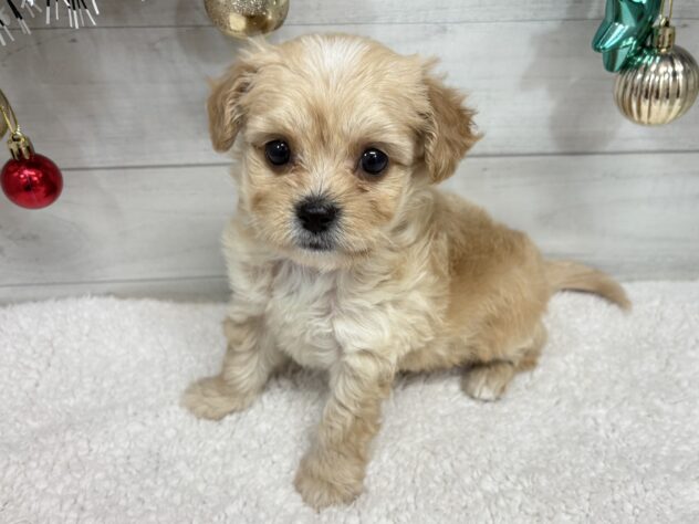 宮城県のハーフ犬・ミックス犬 (アミーゴ仙台富沢店/2025年10月28日生まれ/男の子/アプリコット)の子犬