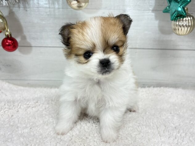 宮城県のハーフ犬・ミックス犬 (アミーゴ仙台富沢店/2025年10月27日生まれ/女の子/パーティーカラー)の子犬