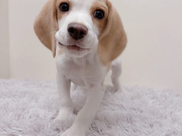 茨城県のビーグル (アミーゴ神栖店/2025年10月7日生まれ/男の子/レモンホワイト)の子犬の4枚目の画像