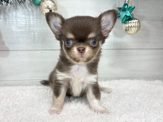 宮城県のチワワ(ロング) (アミーゴ仙台富沢店/2025年10月26日生まれ/男の子/チョコレートタンホワイト)の子犬