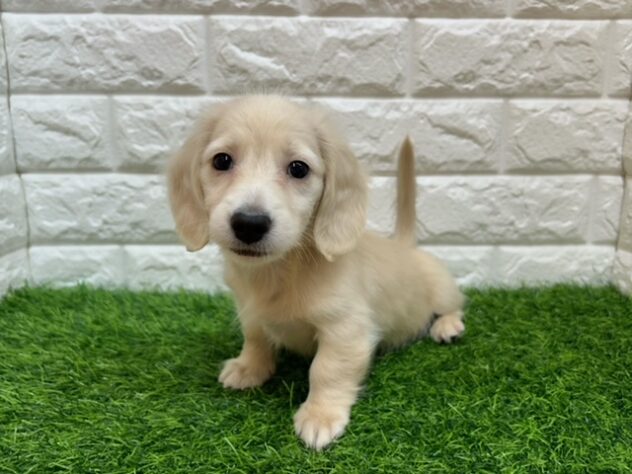 新潟県のミニチュアダックスフンド(ロング) (アミーゴ紫竹山店/2025年9月28日生まれ/男の子/イエロー)の子犬