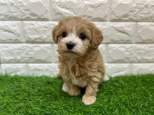 新潟県のハーフ犬・ミックス犬 (アミーゴ紫竹山店/2025年10月30日生まれ/女の子/アプリコット)の子犬