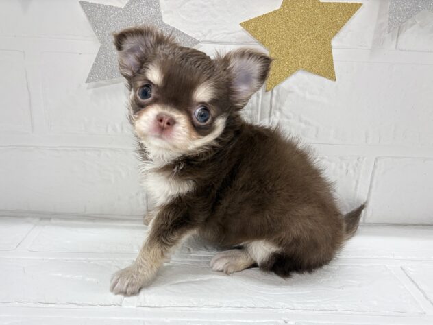 宮城県のチワワ(ロング) (アミーゴ仙台富沢店/2025年10月6日生まれ/女の子/チョコレートクリームホワイト)の子犬