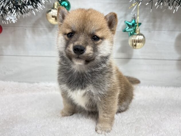宮城県の柴犬(標準サイズ) (アミーゴ仙台富沢店/2025年10月21日生まれ/男の子/赤)の子犬