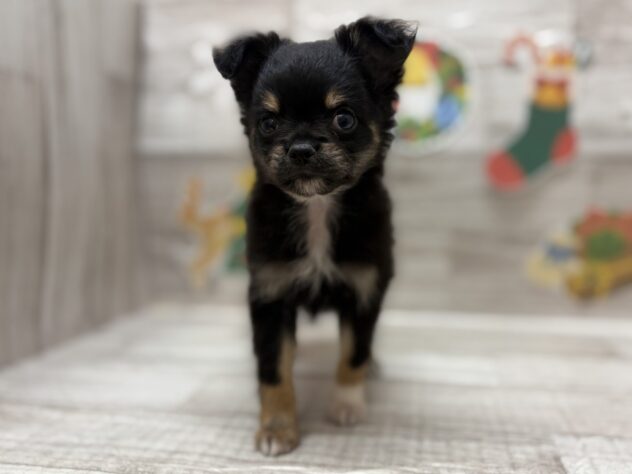 秋田県のハーフ犬・ミックス犬 (アミーゴ横手店/2025年10月16日生まれ/男の子/ブラックタン)の子犬