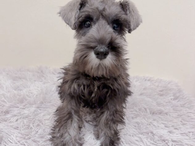 茨城県のミニチュアシュナウザー (アミーゴ神栖店/2025年10月5日生まれ/女の子/ソルトペッパー)の子犬の2枚目の画像