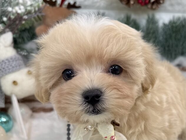 兵庫県のハーフ犬・ミックス犬 (ワンキャラット アミーゴ姫路花田店/2025年11月1日生まれ/女の子/クリーム)の子犬