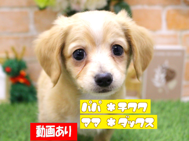 兵庫県のチワックス(チワワ×ダックス) (ペット・プラザ アミーゴ三田店/2025年10月14日生まれ/男の子/クリームホワイト)の子犬の1枚目の画像