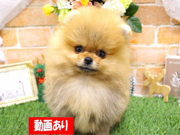 兵庫県のポメラニアン (ペット・プラザ アミーゴ三田店/2025年10月12日生まれ/男の子/オレンジ)の子犬の1枚目の画像