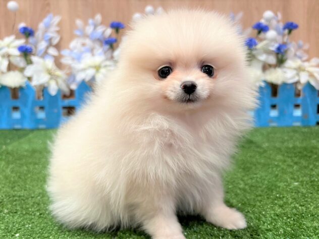 兵庫県のポメラニアン (アミーゴ伊丹店/2025年10月14日生まれ/女の子/クリーム)の子犬