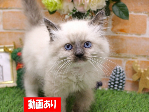 兵庫県のラグドール (ペット・プラザ アミーゴ三田店/2025年10月8日生まれ/男の子/シールポイントミテッド)の子猫の1枚目の画像