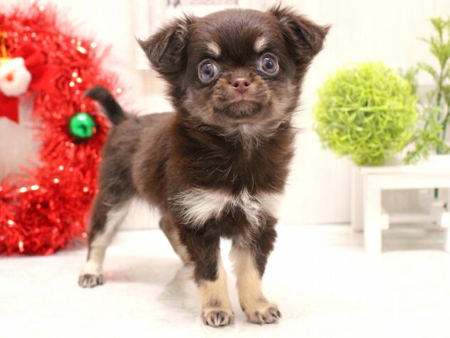 兵庫県のチワワ(ロング) (ペット・プラザ アミーゴ加古川店/2025年9月24日生まれ/女の子/チョコレートタン)の子犬の2枚目の画像