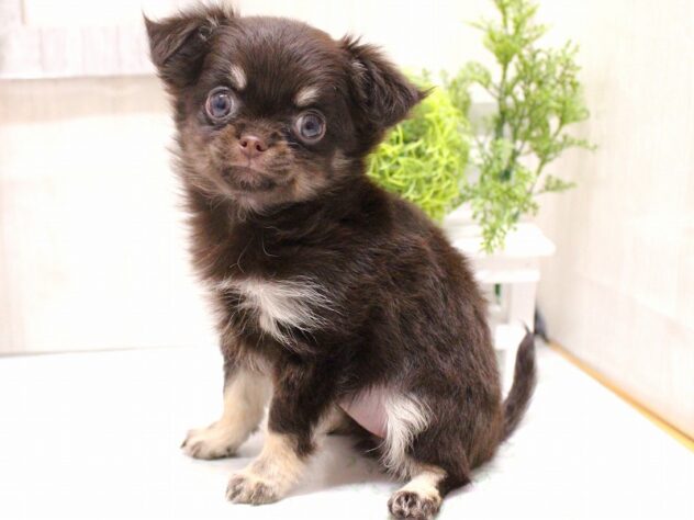 兵庫県のチワワ(ロング) (ペット・プラザ アミーゴ加古川店/2025年9月24日生まれ/女の子/チョコレートタン)の子犬の3枚目の画像