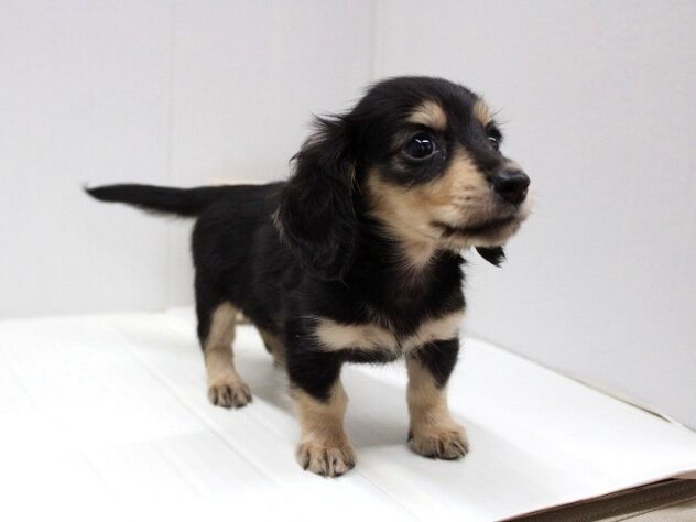 兵庫県のミニチュアダックスフンド(ロング) (ペット・プラザ アミーゴ明石魚住店/2025年6月8日生まれ/男の子/ブラックイエロー)の子犬の2枚目の画像