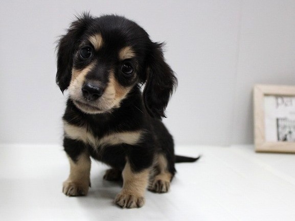 兵庫県のミニチュアダックスフンド(ロング) (ペット・プラザ アミーゴ明石魚住店/2025年6月8日生まれ/男の子/ブラックイエロー)の子犬の1枚目の画像