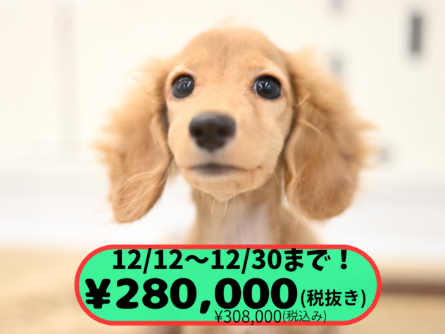 岡山県のカニンヘンダックスフンド(ロング) (アミーゴ中庄店/2025年8月16日生まれ/女の子/ゴールド)の子犬の1枚目の画像