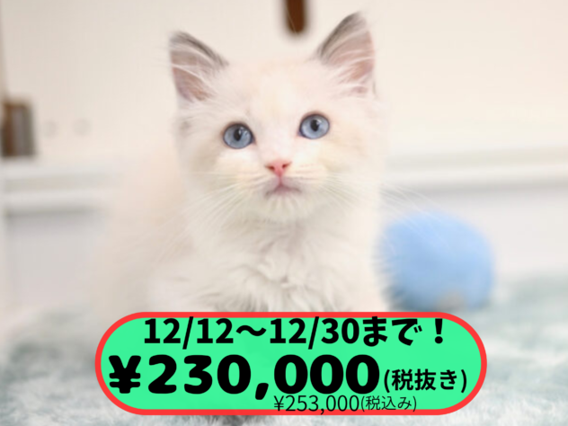 岡山県のラグドール (アミーゴ中庄店/2025年9月12日生まれ/男の子/ブルーポイントバイカラー)の子猫の1枚目の画像