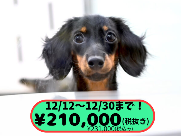 岡山県のミニチュアダックスフンド(ロング) (アミーゴ中庄店/2025年4月17日生まれ/女の子/ブラックタン)の子犬の1枚目の画像