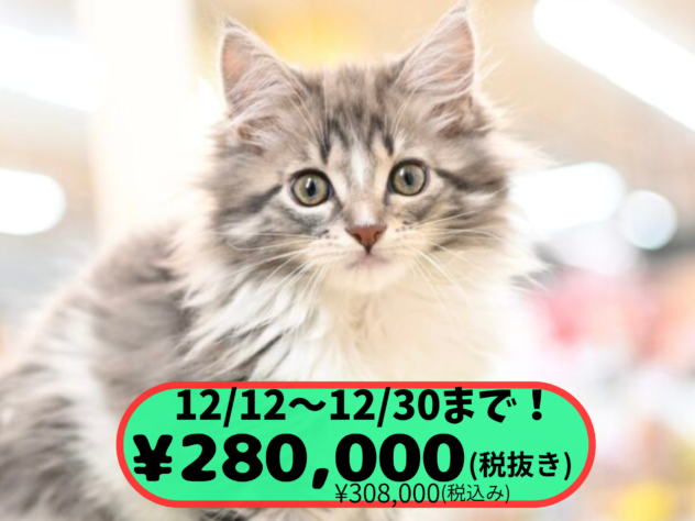 岡山県のメインクーン (アミーゴ中庄店/2025年9月23日生まれ/女の子/ブラウンタビーホワイトバン)の子猫の1枚目の画像