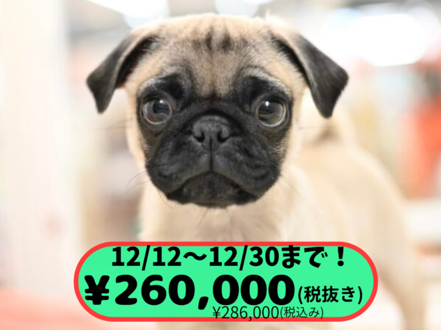 岡山県のパグ (アミーゴ中庄店/2025年10月8日生まれ/男の子/フォーンスムース)の子犬の1枚目の画像