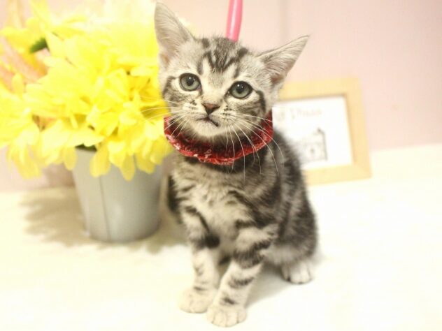 兵庫県のアメリカンショートヘアー (ペット・プラザ アミーゴ明石魚住店/2025年10月1日生まれ/女の子/シルバークラシックタビー)の子猫の1枚目の画像